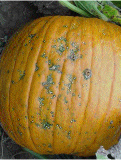 Bacterial Spot of Pumpkin